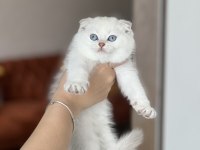 Evinizin Neşesi Cam Mavi Göz Scottish Fold