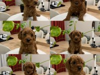 Toy Poodle (Bayram Şekerleri)