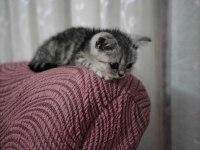 Scottish fold mersin 2 aylık