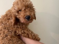 Toy poodle 4 aylık