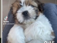 Shih tzu 2 aylık bebeklerim