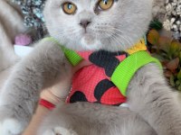 Mükemmel kız bebeklerim scottish fold top kafalar