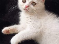 Dişi scottish fold yavrularım ailelerini arıyorlar