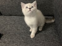 Sevimli cadı kedimiz yeni yuva arıyor