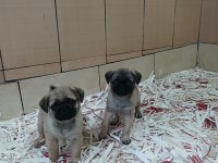 AKKUŞ ÜRETİM ÇİFTLİĞİNDEN PUG YAVRULARI