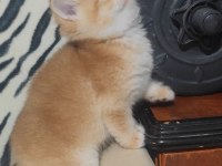 British shorthair kedisi