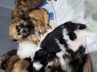 Shih tzu yavrularım yeni ailelerini bekliyorlar