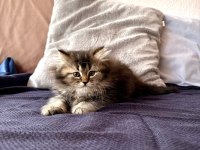 Chinchilla miniklerimiz