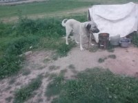 1 çift adamcıl kangal