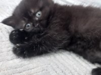 British longhair dark çikolata mükemmel güzellik