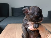 A+ Kalite FRENCH BULLDOG yavrularımız