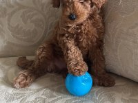 KÜÇÜK POODLE ŞEKERLER