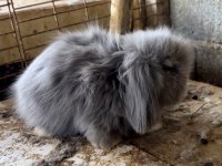 Hollanda Blue Teddy Lop Tavşanı
