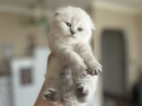 Scottish fold benim yeni ailem olur musunuz