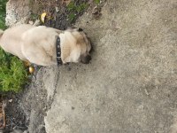 1 yaşında pug onunla ilgilenebilecek birini arıyoruz