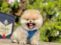 Safkan Pomeranian Boo Yavrularımız