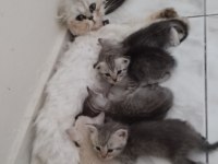 Silver British longhair anne ve siyam babanın yavruları