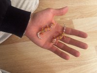 Leopard Gecko