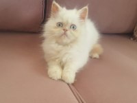 EGZOTİK KAR TOPU İRAN KEDİSİ OĞLUM