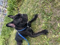 Artık bakamadığım için köpeğimi ücretsiz sahiplendiriyorum