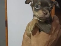 Aşılı teslim yavrular chihuahua