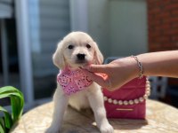 Orijinal golden retriever bebekler