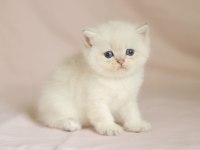 Muhteşem British Shorthair Mavi Göz Golden Point