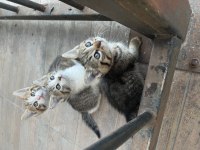 ÇOK ŞEKER ÜÇ ADET TEKİR