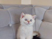 MİNNAK SCOTTİSH BEBEKLERİM DEĞERİNİN ALTINDA VERİLECEK