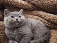 2 Aylık British Shorthair Dişi Yavru