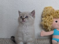 Kedimiz Lokum un 4 adet british shorthair yavrusu