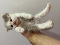 British Shorthair Bicolor