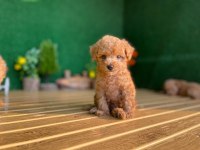 Toy Poodle Köpekler Referans Yavru
