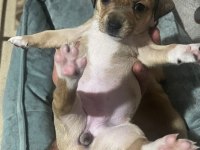 Yeni pinscher bebekler sahiplerini arıyor