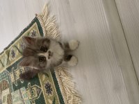 Erkek 2 aylık chinchilla