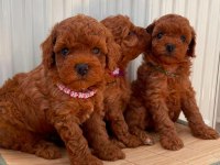Kore Toy Poodle Yavruları