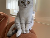 Scottish fold dişi 4 yaşında