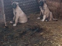 Kangal Yavrusu