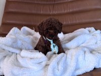 IRK VE SAĞLIK GARANTİLİ KORE POODLE BEBEKLER