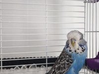 3 aylık dişi show jumbo muhabbet kuşu