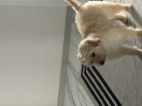 Oyuncu eğitimli maltipoo