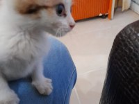 Sevimli kedi yavrusu