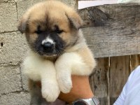 Akita Bebekler