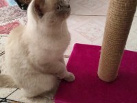 British shorthair blue point