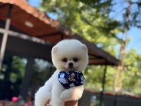 Pamuk Şekeri Pomeranian Boo