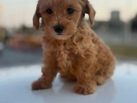 Masal Gibi Yavrular Maltipoo Aşkına!