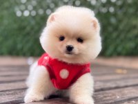 POMERANİAN BOO YAVRULAR