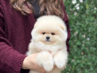 Ayıcık Surat Pomeranian Boo Yavrular