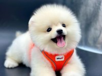 Pomeranian Boo Erkek Ve Dişi Köpeğimiz