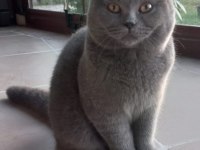 25 şubat doğumlu british shorthair oğlumuz yuvasını aryor